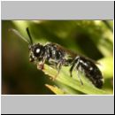 Mimumesa sp - Grabwespe 06a 7-8mm.jpg